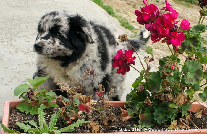 chien berger gardien de troupeau fréquement utilisé en Haute Savoie