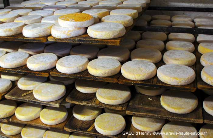 La cave à reblochon, période d'affinage minimum de 8 semaines