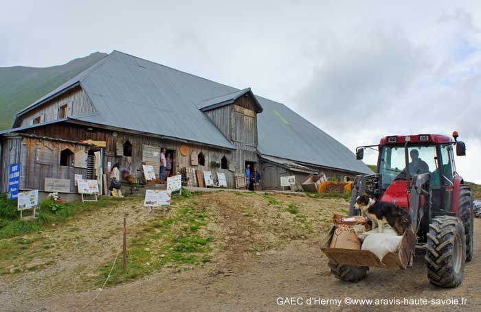 La fin de l'après midi, temps couvert et chaud, il est temps d'aller chercher le troupeau pour la traite