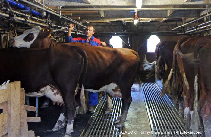 Chaque vache prend sa place c'est le moment de la traite.