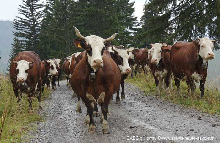 La traite aurait pu se faire directement en alpage, mais avec ce temps tout le monde rentre à la maison