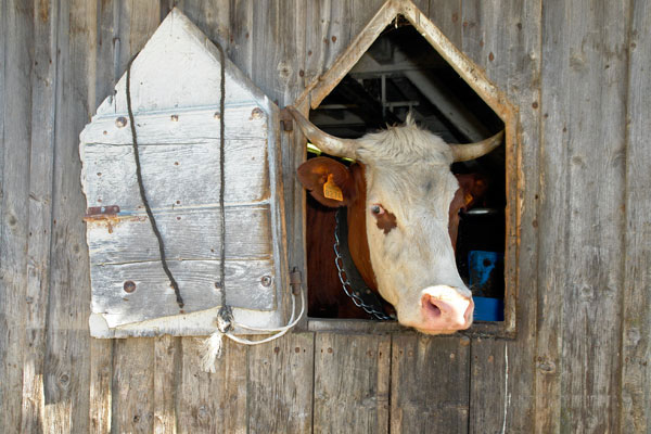 Ferme d'alpage au Col des Annes
